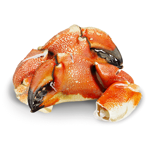 Jonah crab Kildare Fisheries